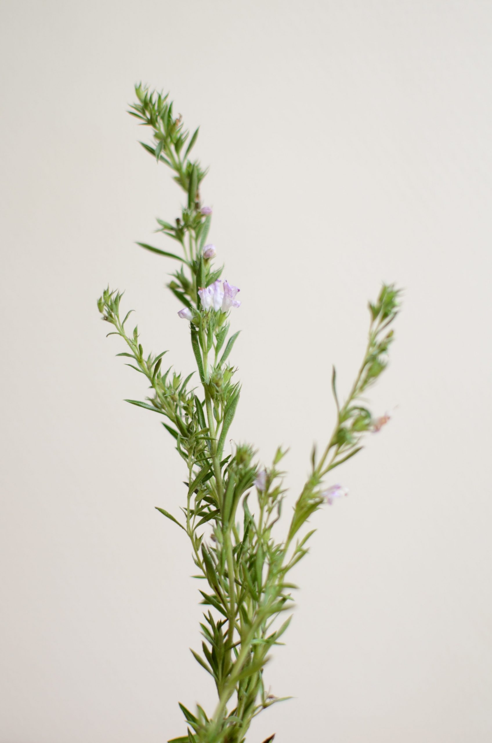 Sirop de plantes sauvages - Les Sirops du Barbu - Fabriqué en Bretagne - Produits biologiques et commerce équitable