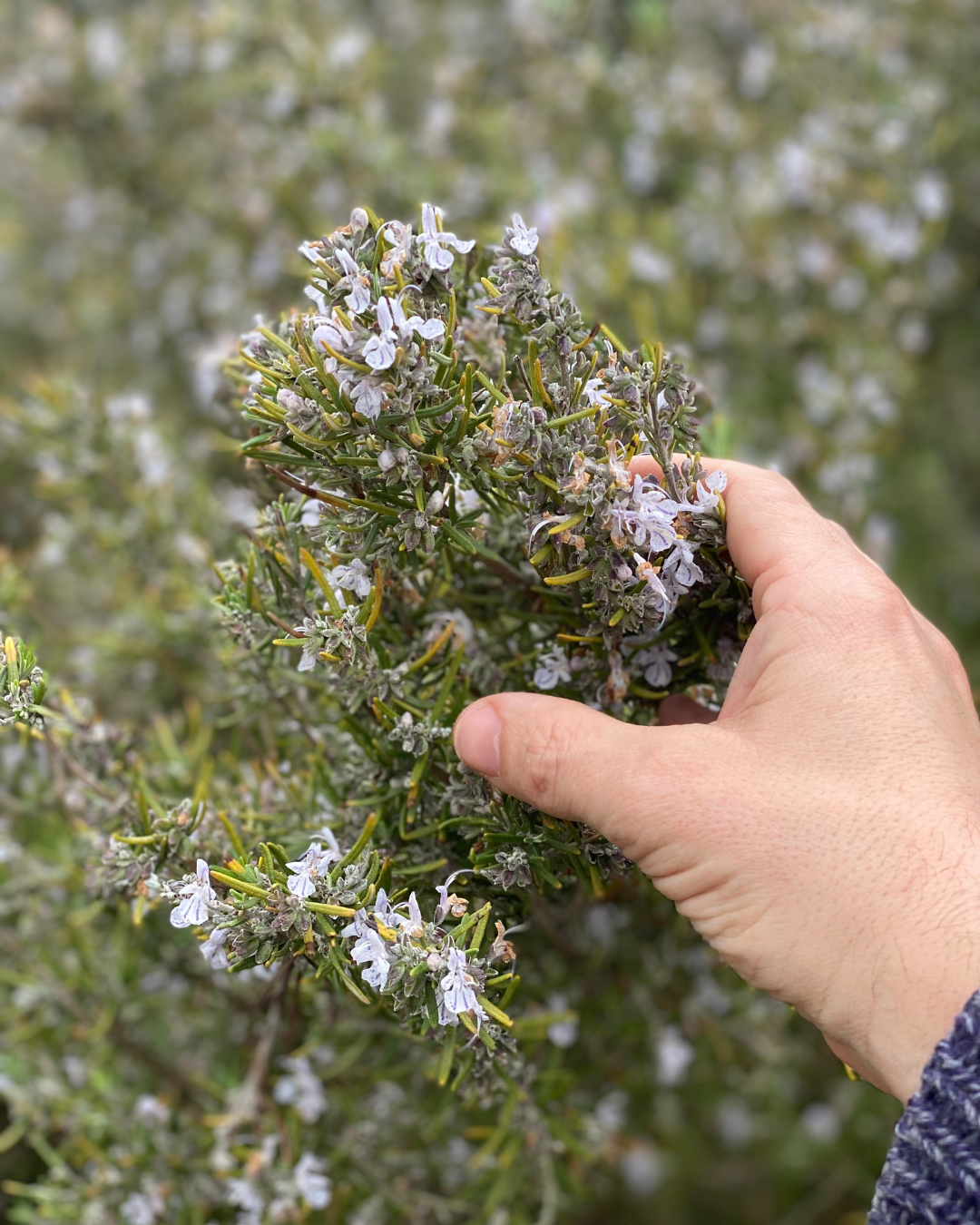 Le romarin sauvage est récolté en pleine garrigue dans le sud de la France