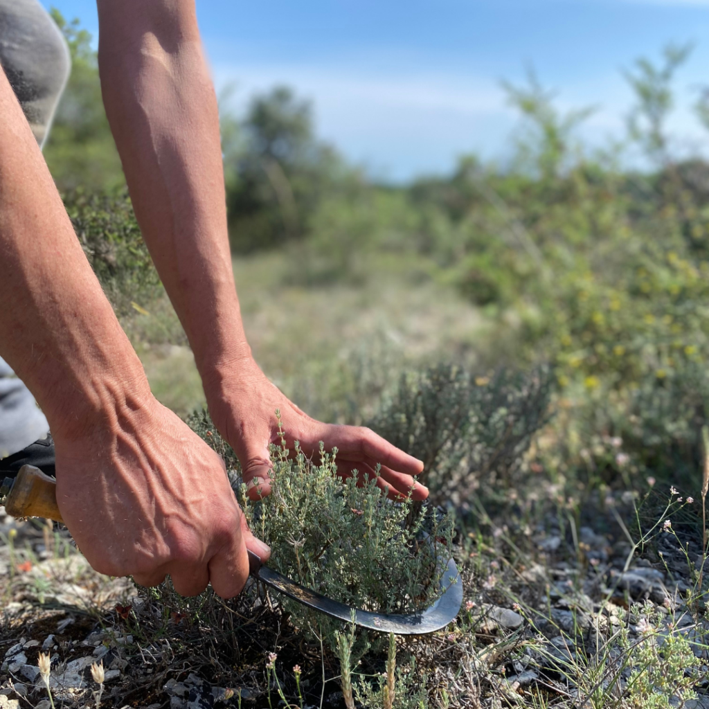 Plantes sauvages récoltées à la main dans le sud de la France