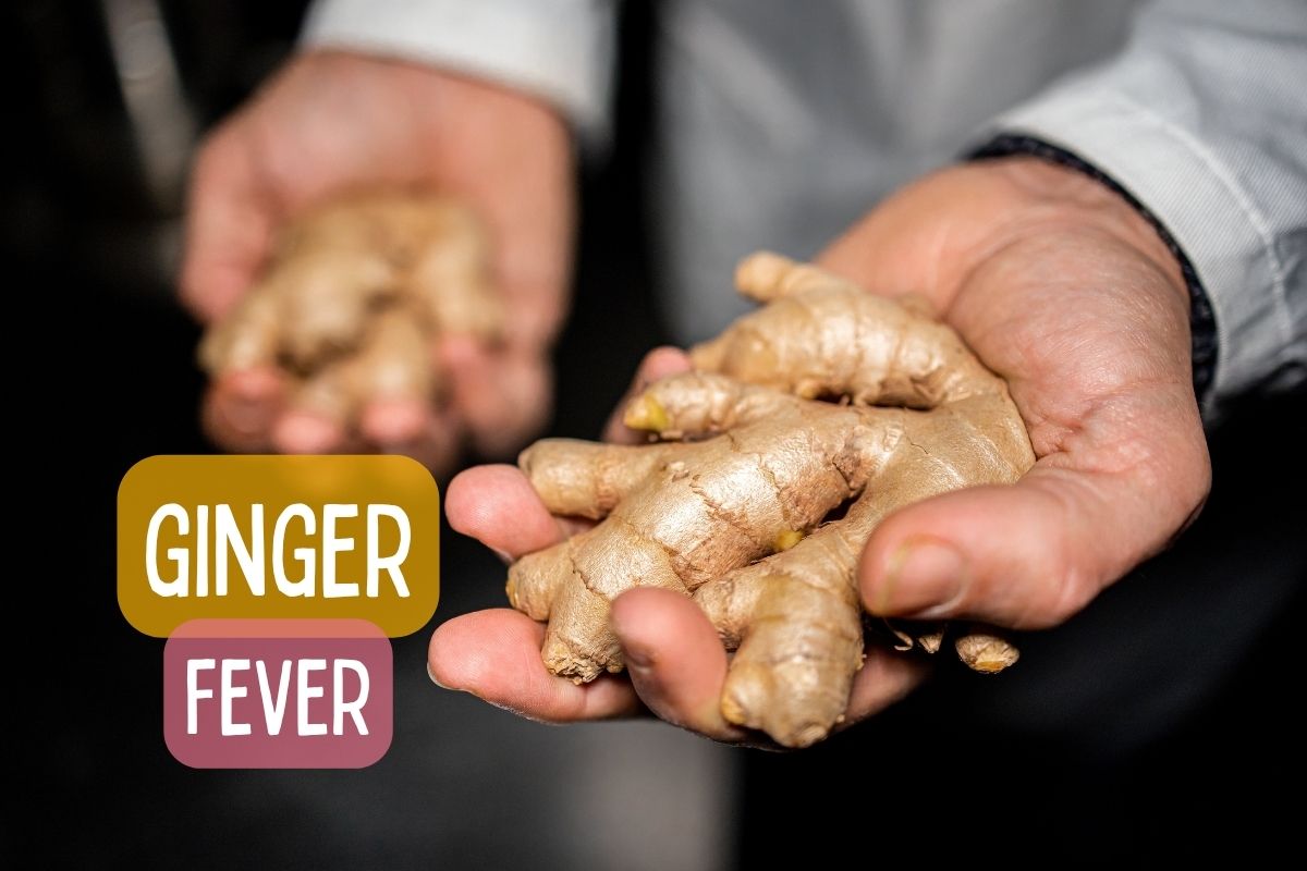 You are currently viewing Ginger Fever : l&rsquo;histoire de mon concentré de gingembre artisanal, avant la hype